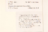 蒲公英藏品圖，第2張