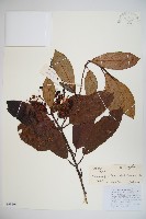 水紅木藏品圖，第1張