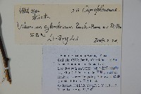 水紅木藏品圖，第2張