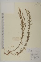 茵蔯蒿藏品圖，第1張