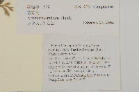 茵蔯蒿藏品圖，第2張