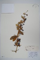 粉葉小檗藏品圖，第1張