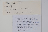 粉葉小檗藏品圖，第2張