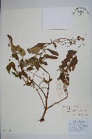 滇水金鳳藏品圖，第1張