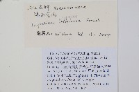 滇水金鳳藏品圖，第2張