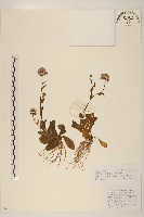 短薴飛蓬藏品圖，第1張