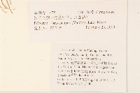 短薴飛蓬藏品圖，第2張