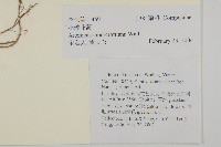 小球花蒿藏品圖，第2張