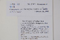 中國勿忘草藏品圖，第2張