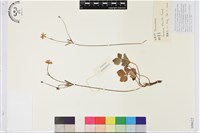 鵝掌草藏品圖，第1張