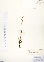 綬草藏品圖，第1張