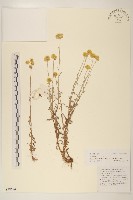 秋鼠麴草藏品圖，第1張