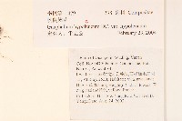 秋鼠麴草藏品圖，第2張