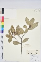 黃毛青岡藏品圖，第1張