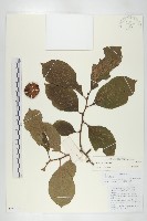 登錄號:S098636藏品圖，第1張