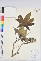 蓖麻藏品圖，第1張