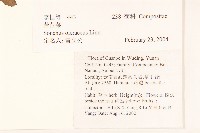 苦滇菜、苦菜藏品圖，第2張