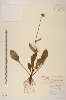 短薴飛蓬藏品圖，第1張