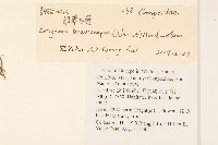 短薴飛蓬藏品圖，第2張