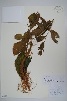 大本山梗菜藏品圖，第1張