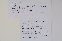 大本山梗菜藏品圖，第2張