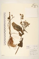 密傘千里光藏品圖，第1張