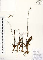 綬草藏品圖，第1張