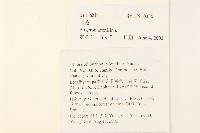 飛蓬藏品圖，第2張