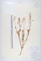 蓳色碎米薺藏品圖，第1張