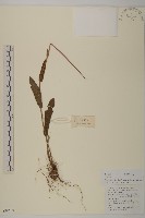 短毛紫菀藏品圖，第1張