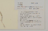 短毛紫菀藏品圖，第2張