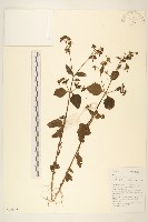 豨簽藏品圖，第1張