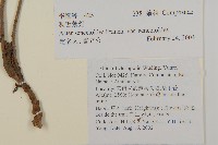 溪生苔草藏品圖，第2張