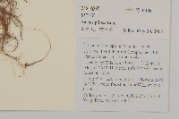 白花鬼針藏品圖，第2張