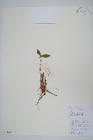 牛膝藏品圖，第1張