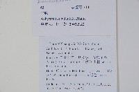 牛膝藏品圖，第2張