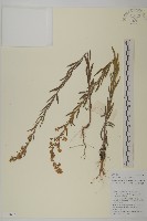 粘毛假蓬藏品圖，第1張