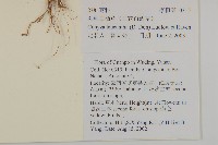 粘毛假蓬藏品圖，第2張