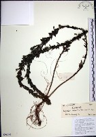 鐵掃帚、千里光藏品圖，第1張