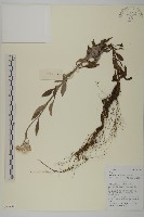 香青藏品圖，第1張