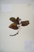 水紅木藏品圖，第1張