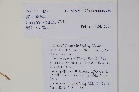 風鈴草藏品圖，第2張
