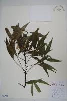 異葉梁王茶藏品圖，第1張