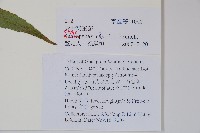 異葉梁王茶藏品圖，第2張