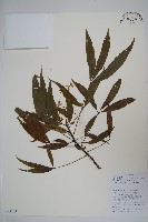 異葉梁王茶藏品圖，第1張