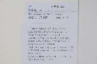 異葉梁王茶藏品圖，第2張