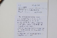 異葉梁王茶藏品圖，第2張