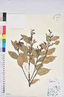 元江栲藏品圖，第1張