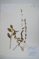 球果牧草根藏品圖，第1張