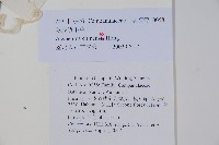 球果牧草根藏品圖，第2張